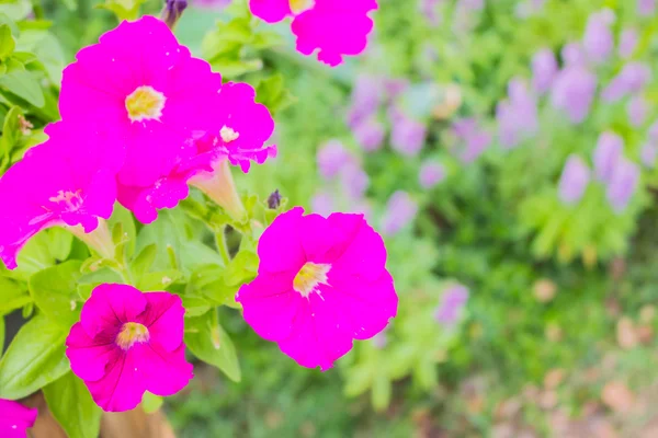 Beautiful pink flowers — Stock Photo, Image