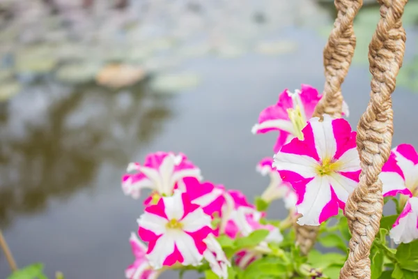 Potted flowers — Stock Photo, Image