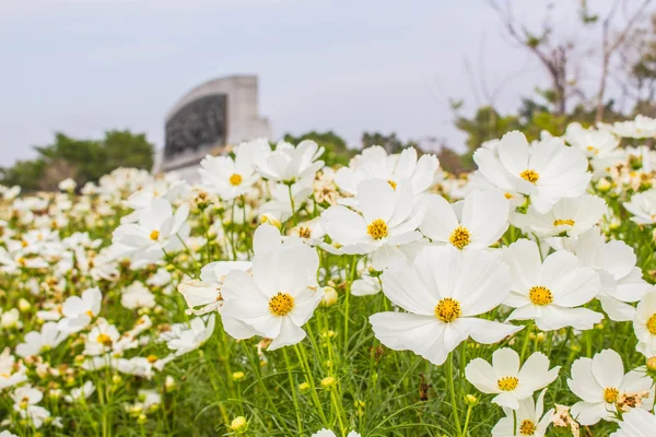 Cosmos blancos flores — Foto de Stock