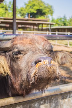 Buffalo muhafazasıdır 