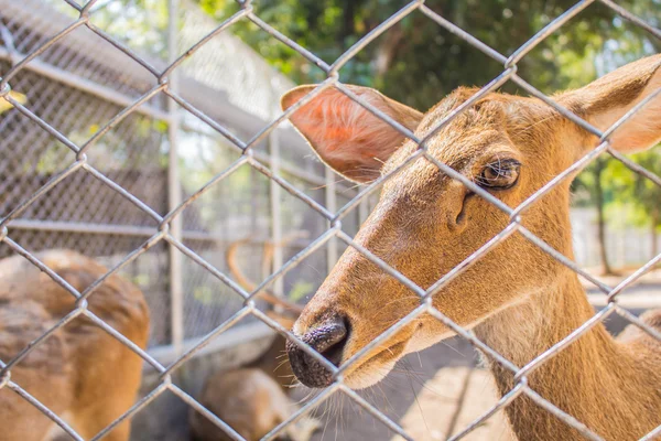 Jelen v zoo. — Stock fotografie