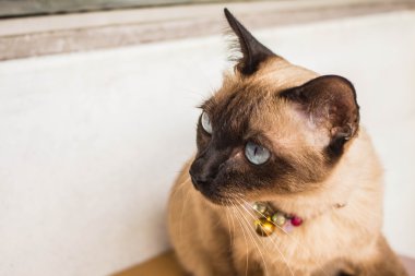 Kahverengi kedi katta seyir.