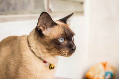 Kahverengi kedi seyir 