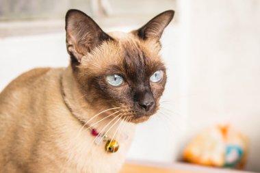 kedi ahşap zemin üzerinde seyir.