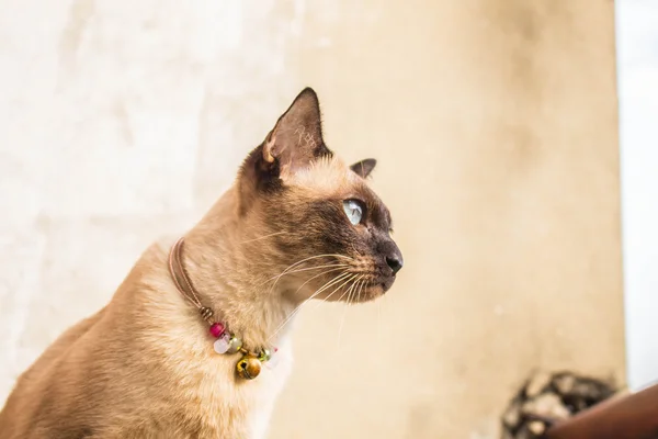 Gatto grigio che guarda cose sul pavimento . — Foto Stock