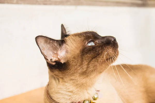 Siamská kočka na den — Stock fotografie