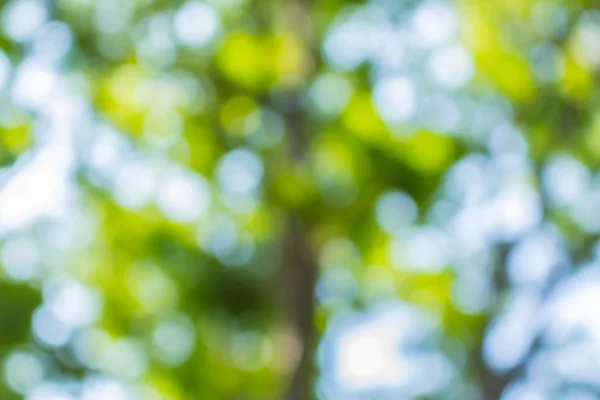 Bouquet of sunlight — Stock Photo, Image