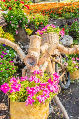 Saksıda dekoratif çiçekler