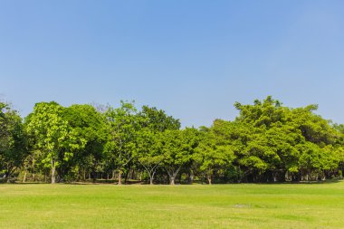 Çim ve mavi gökyüzü