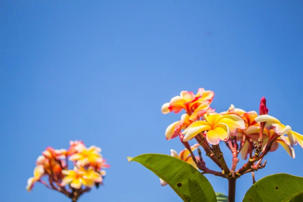 Amarelo frangipani — Fotografia de Stock