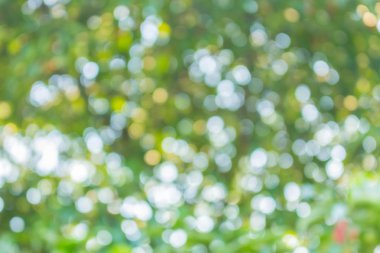 bokeh ağaçların arasından ışık.