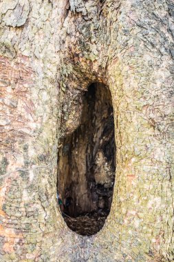 İçi boş yüzeyine 