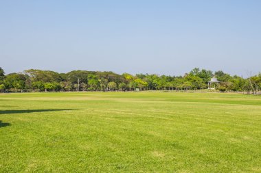 Yeni kesilmiş çimen