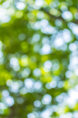 buket ışık ağaçların altında