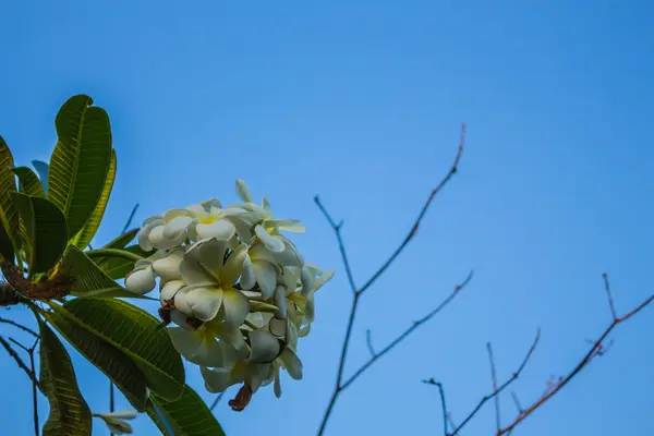 Plumeria Céu branco e azul — Fotografia de Stock