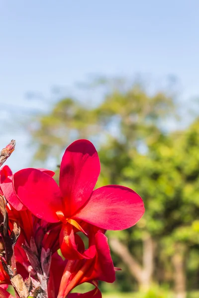 Hermosas flores rojas — Foto de Stock