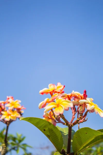 Flower on sky — Stock Photo, Image