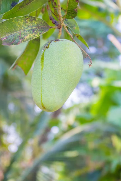 Mangoes on the tree. — Stock Photo, Image