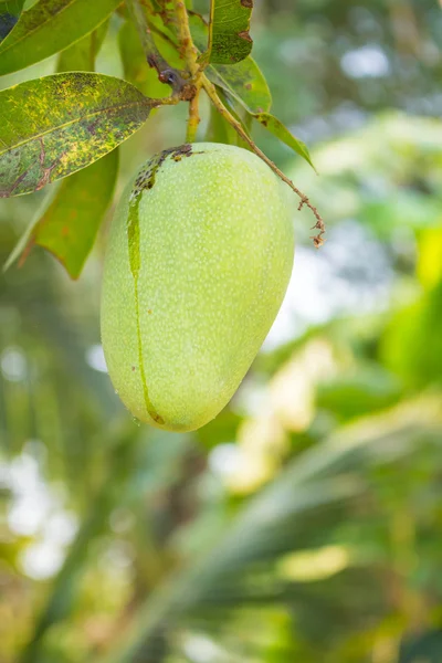 Mango on tree. — Stock Photo, Image