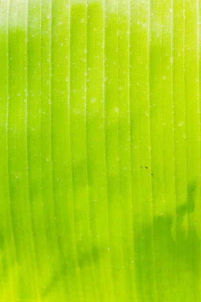 The texture of banana leaf. — Stock Photo, Image