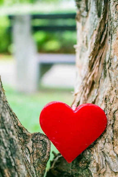 Cuore sull'albero — Foto Stock