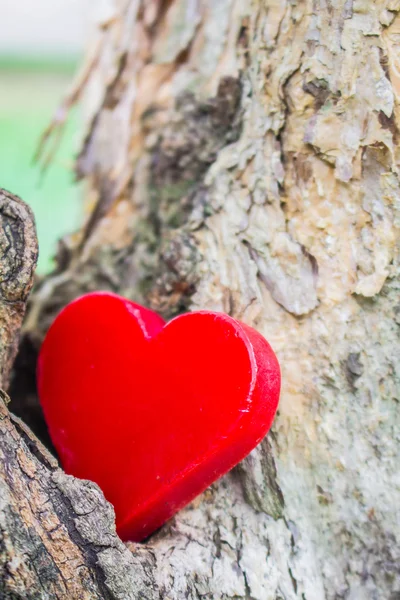 Cuore rosso su un albero morto . — Foto Stock