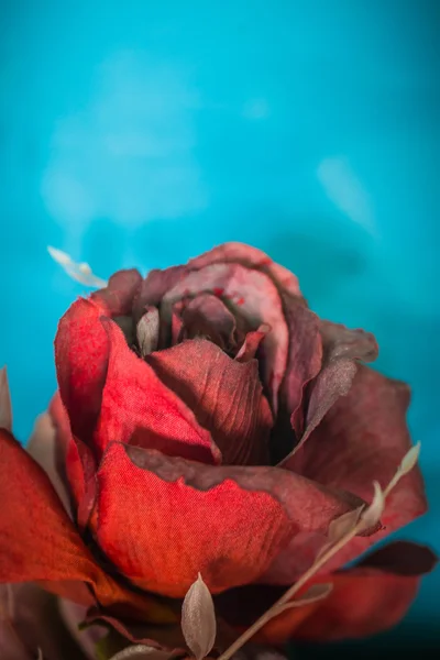 Rosas sobre fondo azul —  Fotos de Stock