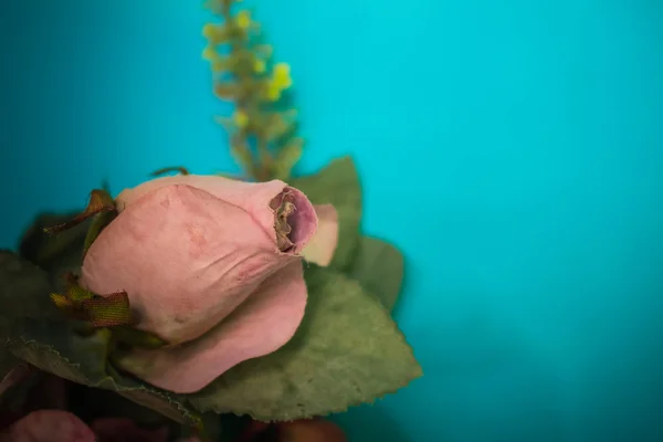 Rosas rosadas en imágenes borrosas . —  Fotos de Stock