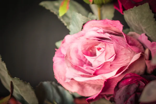 Bulanık görüntüleri ile pembe güller — Stok fotoğraf