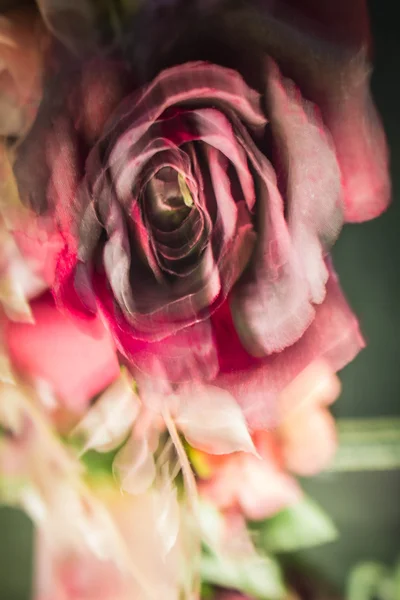 Pembe gül ile imge açık değildir. — Stok fotoğraf