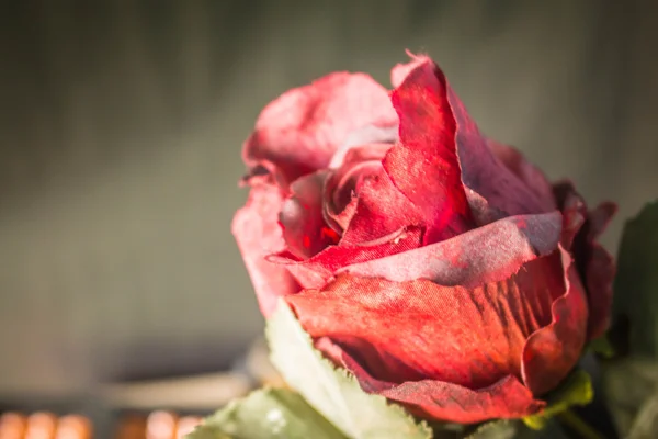 暗闇の中で赤いバラ. — ストック写真