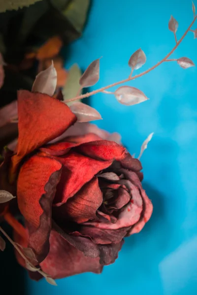 Rosas en imágenes borrosas . —  Fotos de Stock