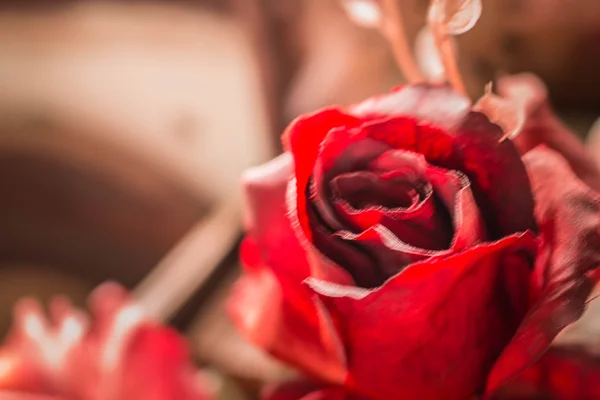 Róża z niewyraźne — Zdjęcie stockowe