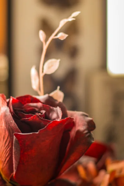 Розы с размытыми — стоковое фото
