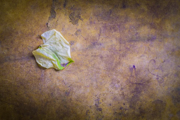 Leaves on the wood. — Stock Photo, Image