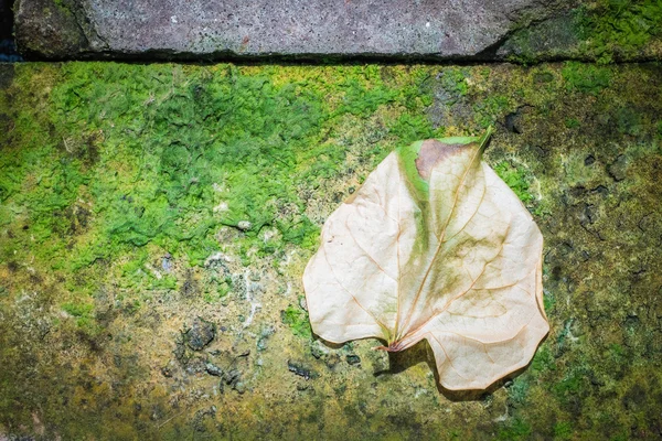 Torra löv på gamla tegelstenar — Stockfoto