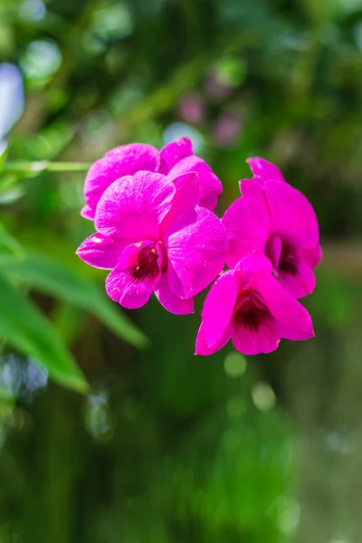 Orquídea con fondo verde . — Foto de Stock