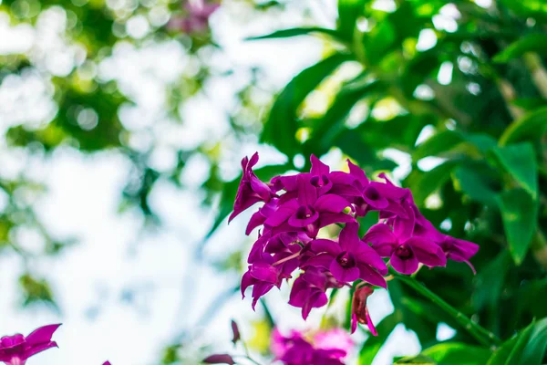 緑の背景を持つ紫のラン — ストック写真