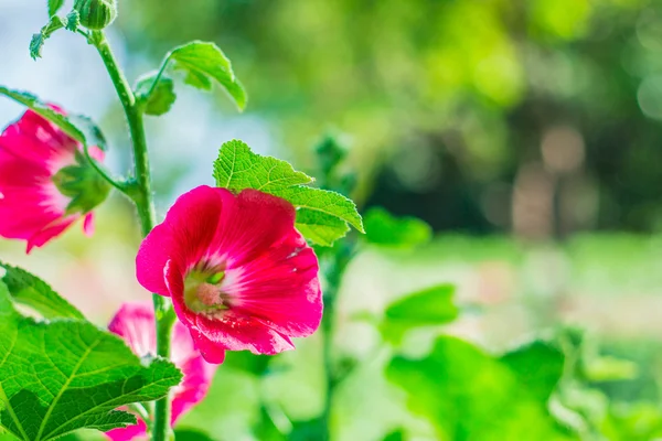 Red flower with in the garden. — Stock Photo, Image