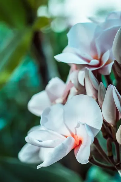 Borrão de frangipani branco — Fotografia de Stock