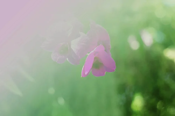 Orchid purple to light — Stock Photo, Image