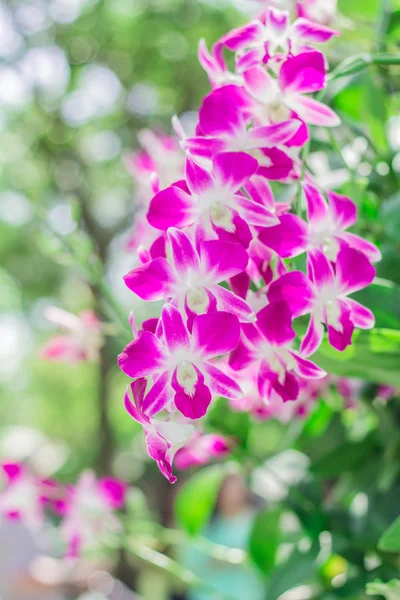 Hermosa orquídea púrpura — Foto de Stock