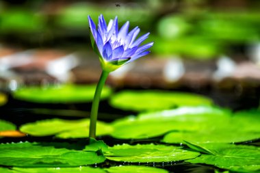 mor lotus
