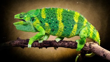 Bukalemun karanlık bir arka plan üzerinde