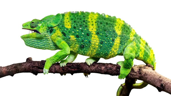 Chameleon, egy fehér háttér — Stock Fotó