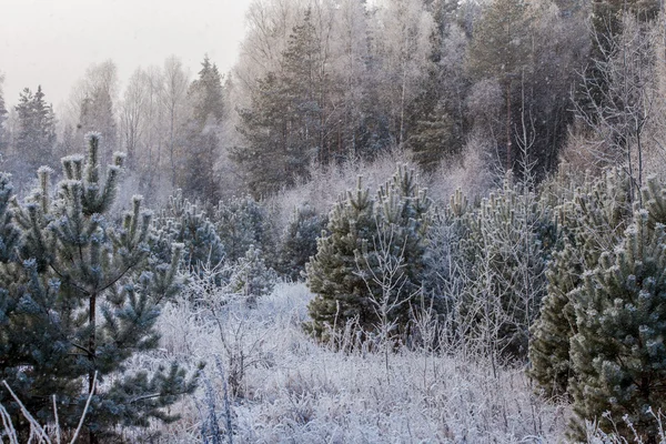 Paesaggio invernale — Foto Stock