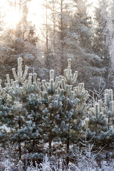 Pinheiro de inverno — Fotografia de Stock