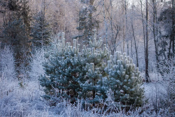 Pino invernale — Foto Stock