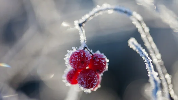 Rowan berry — Stockfoto