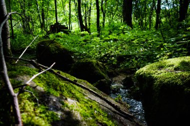 Yoğun bir ormanda bir dere ve yosun kaplı kayalar.